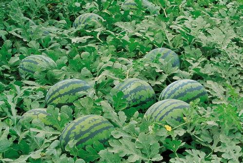 杭州吃瓜黑料群微信,微信社交圈的另类现象