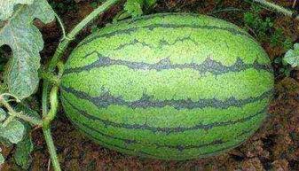 24小时吃瓜黑料不