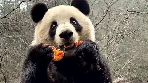 熊猫duck吃瓜黑料,吃瓜黑料背后的真相与反思