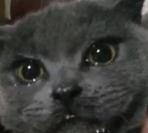 黑料吃瓜网在线观看喵小吉,黑料吃瓜网独家揭秘，带你领略网络红人的真实生活