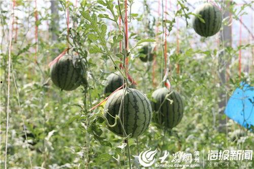 黑瓜吃料视频51吃瓜